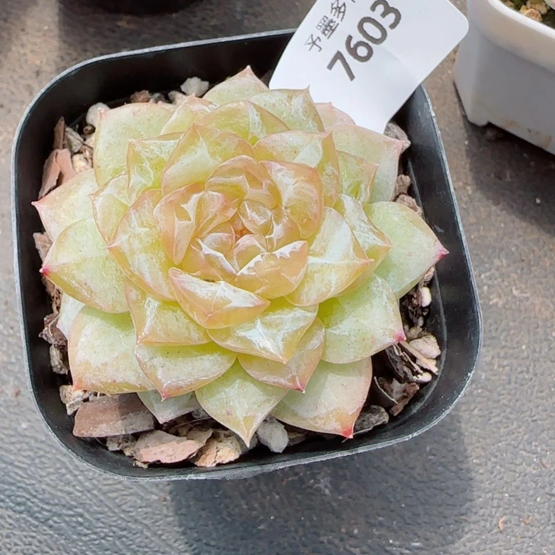 落日，7603多肉植物