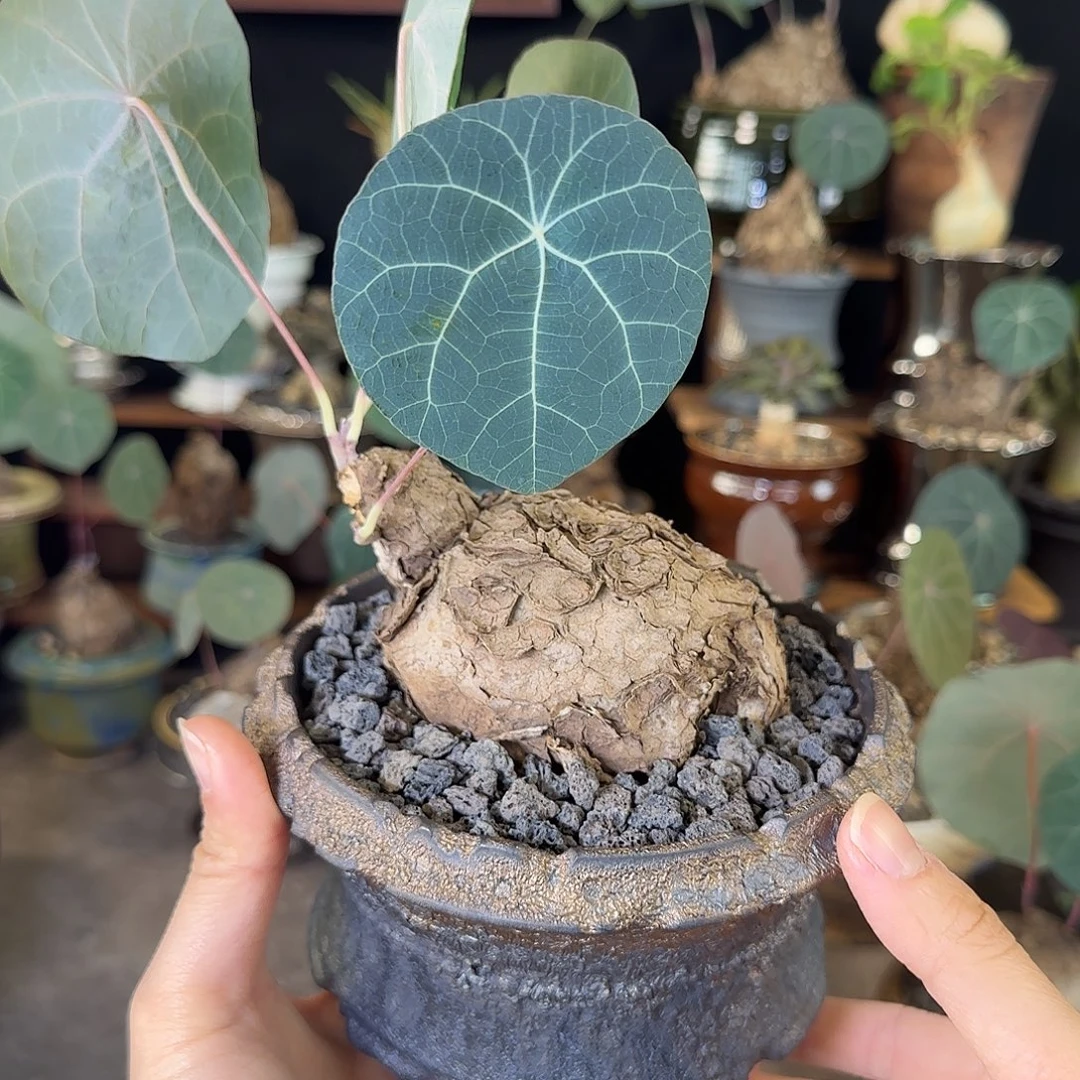 一物一拍老家一叶龟（乌龟造型）19