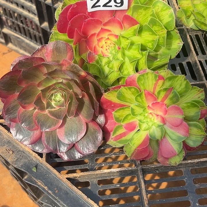 精品多肉植物229知否