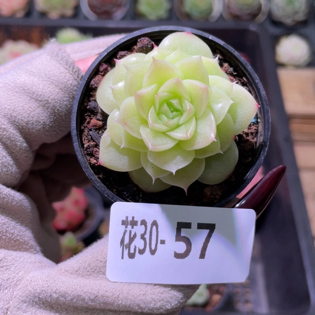 花利美30-57麦秆单头