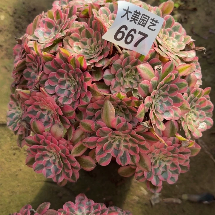 糯***丁粉铜丛林667肉肉肉