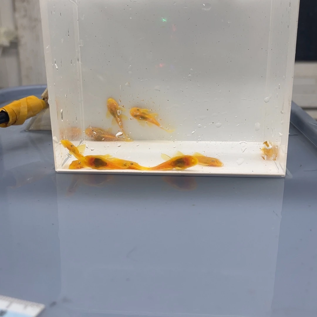 清道夫鱼小胡子10条