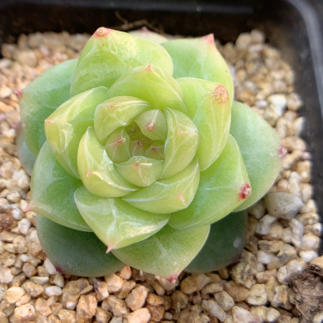 E29优选珍妮y y y y y y