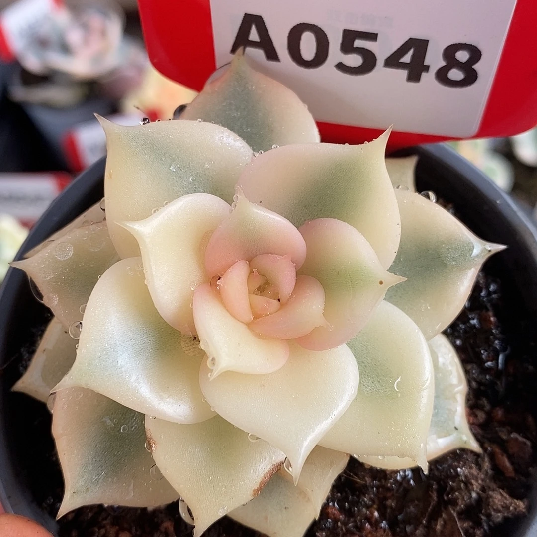 548贝加尔湖哈哈哈哈