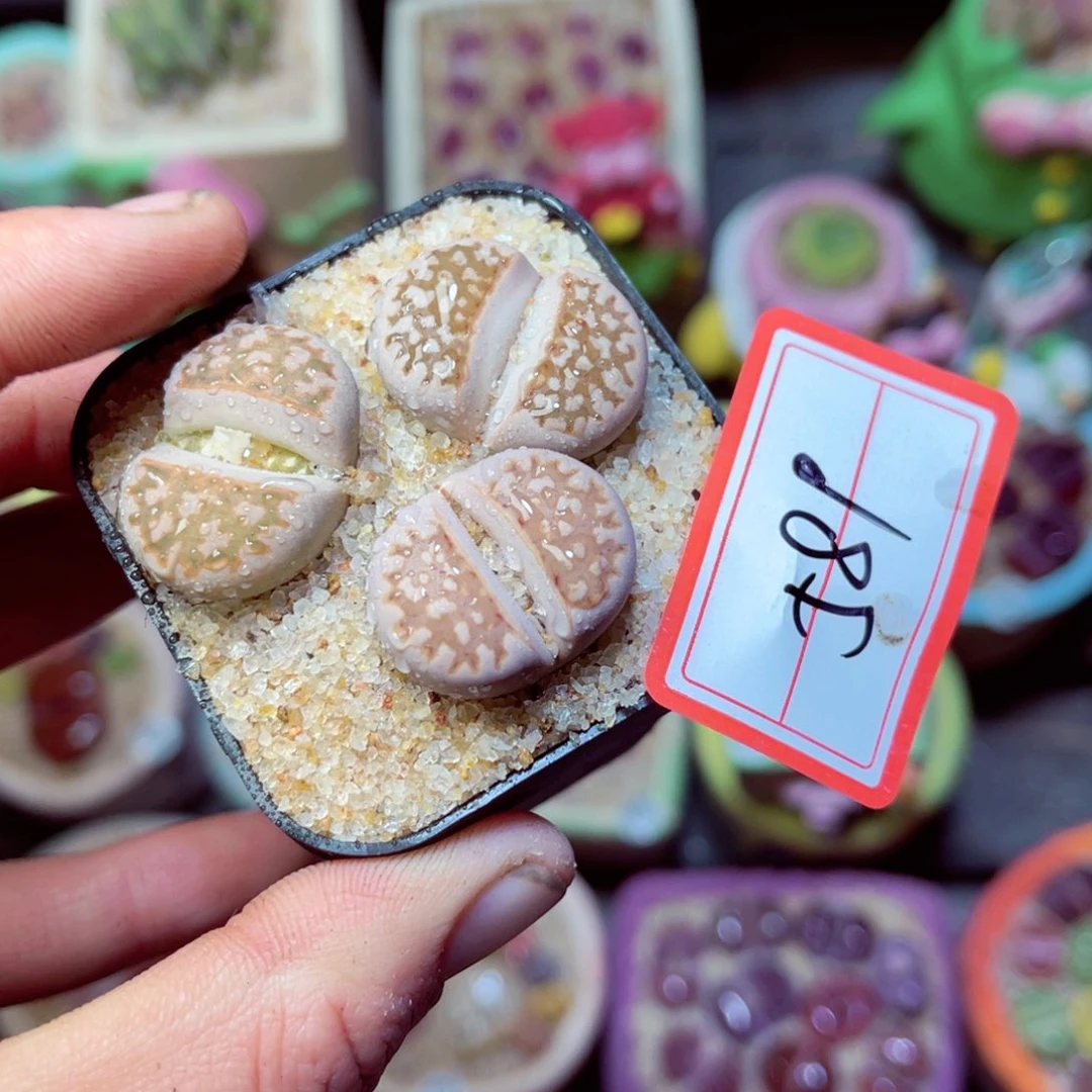 589生石花带盆发