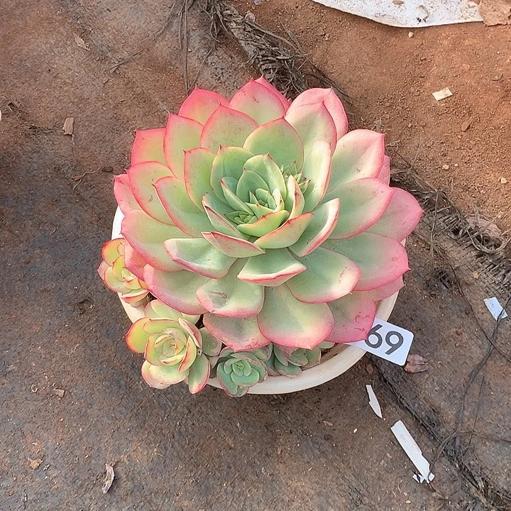 559牡丹亭一物一拍多肉