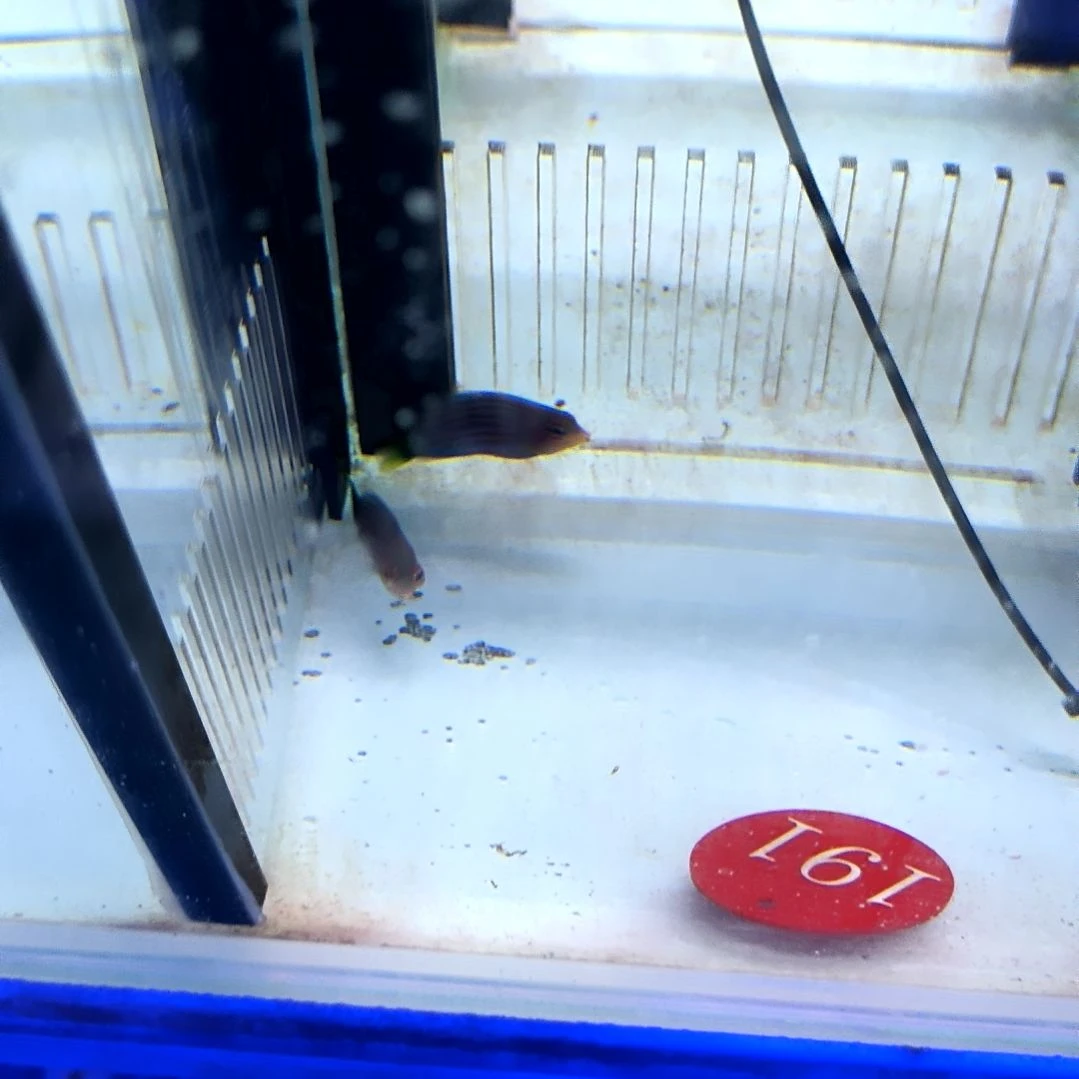 海水鱼六线龙小号两条/运30/7-86-132