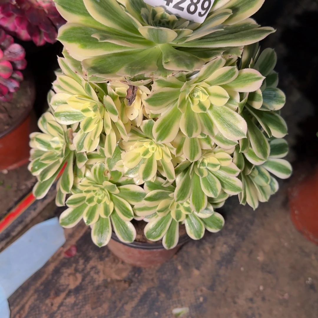 34289迈巴赫多肉植物