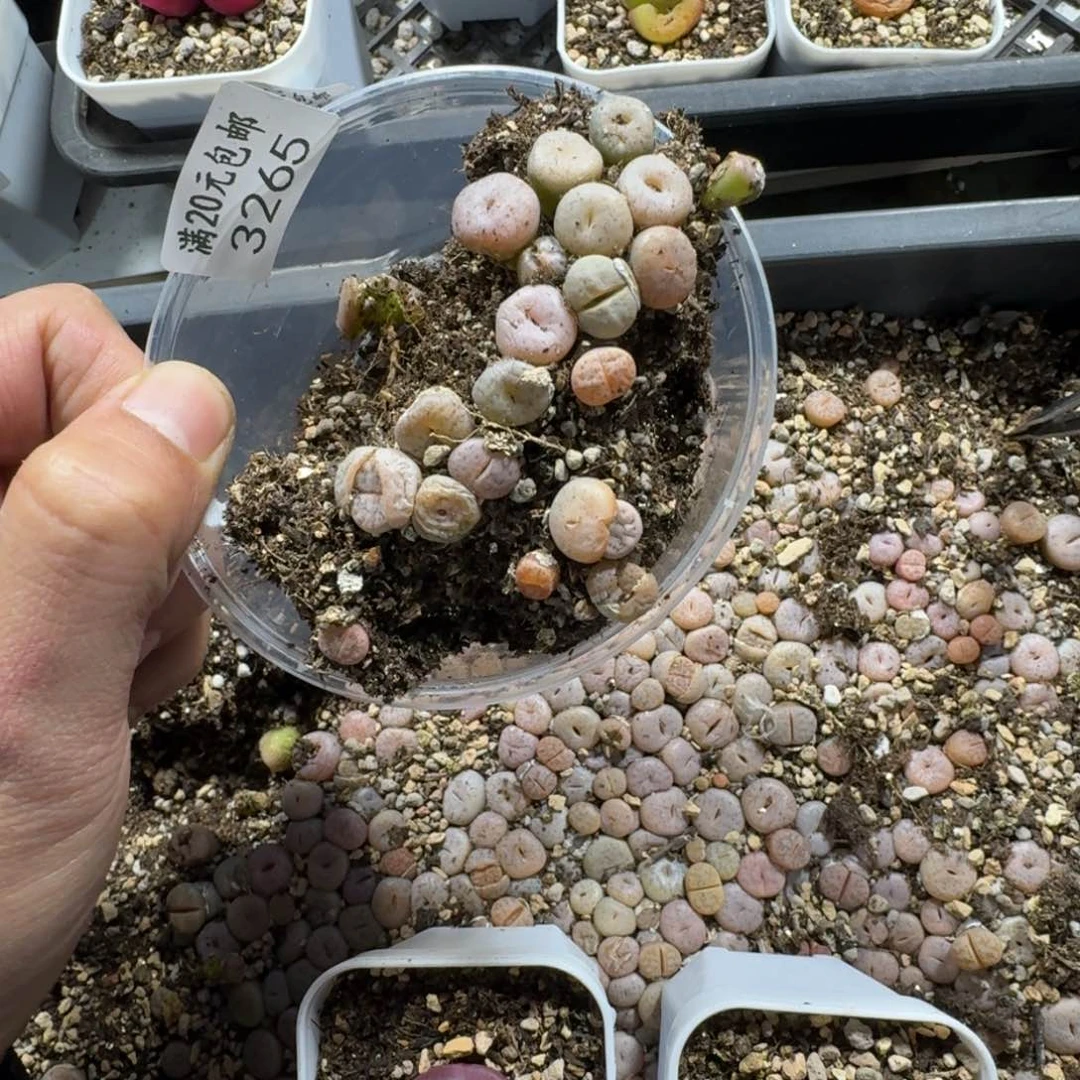 2****13265。309。拿。铁