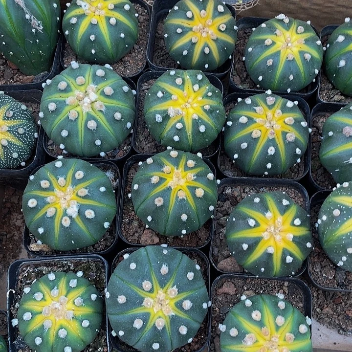 星兜锦带盆土发货