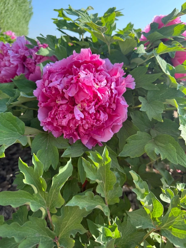 状元 又叫鲁荷红 精品独杆牡丹 一物一拍（先发肥料 秋季裸根发苗）