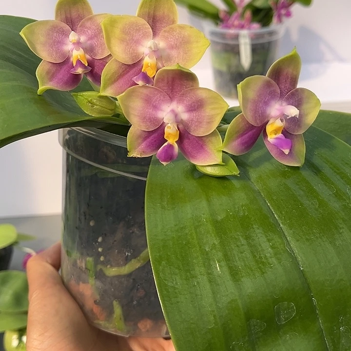 完全开放4.5寸杯蓝贝交弥陀白虎