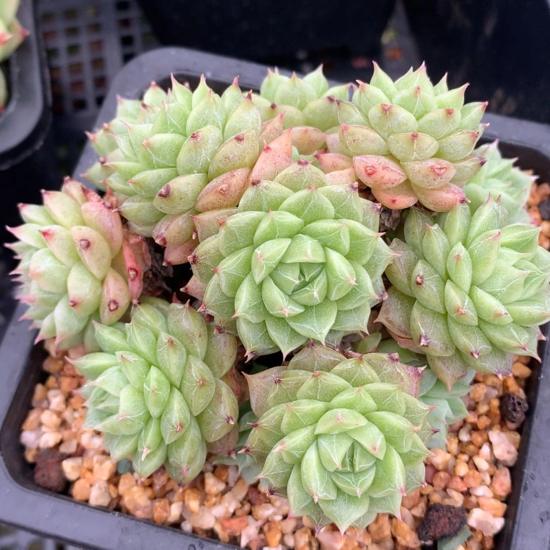 豆****哒0524-106 麦秆优选