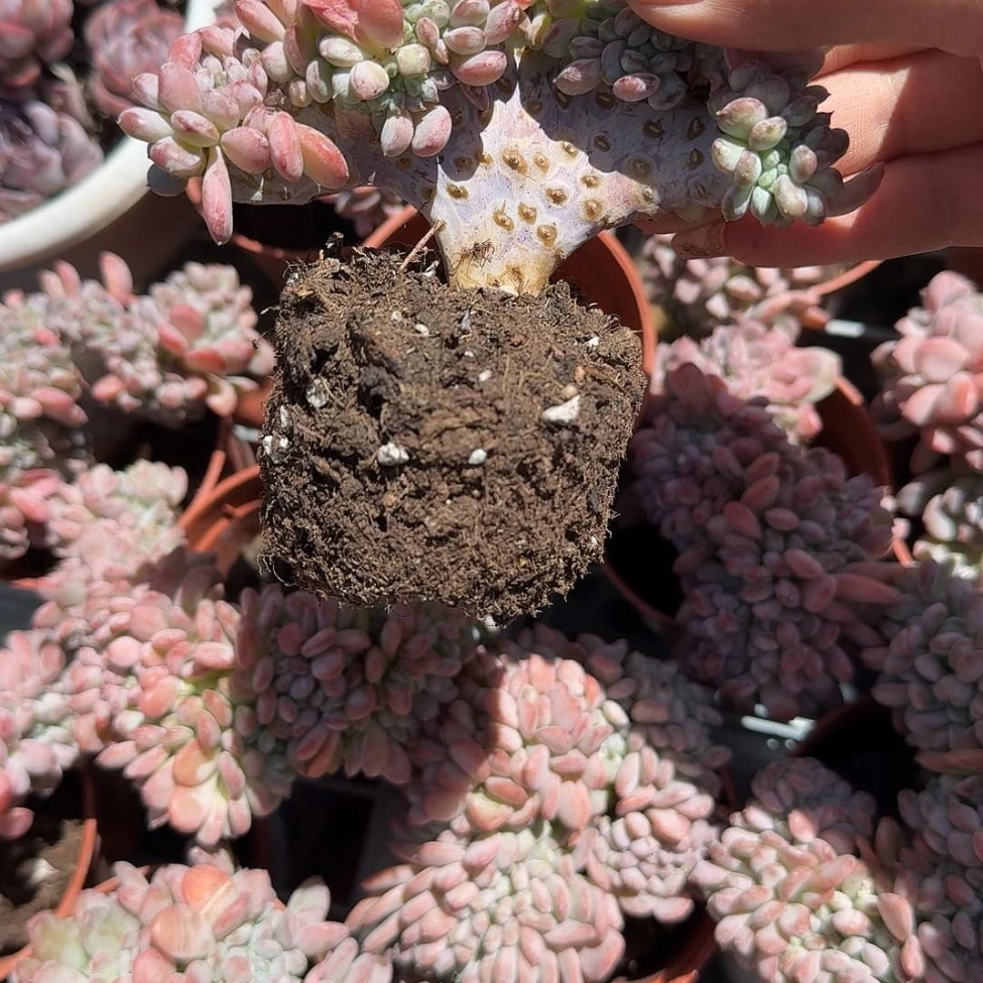 玛瑙缀化多肉植物