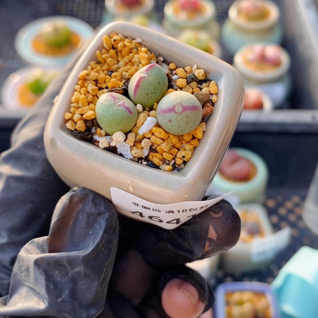 4641-一物一拍 带盆