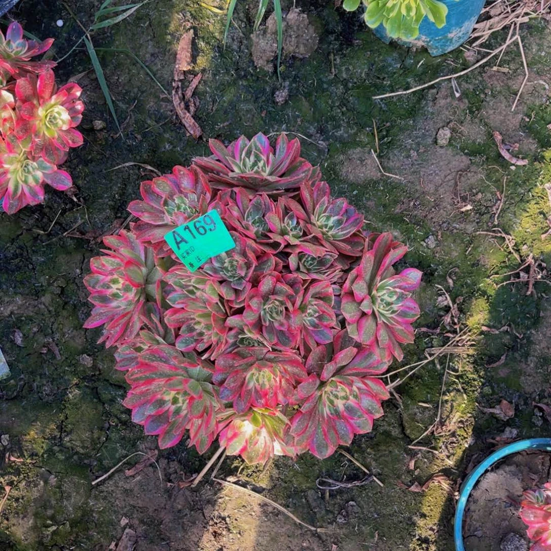 云荷法师朵朵93-31