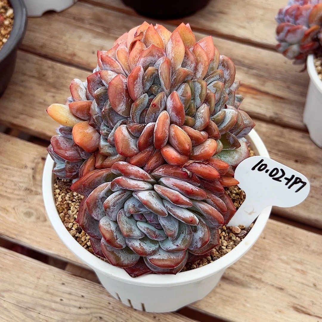 1002-197石榴籽星影朵朵大