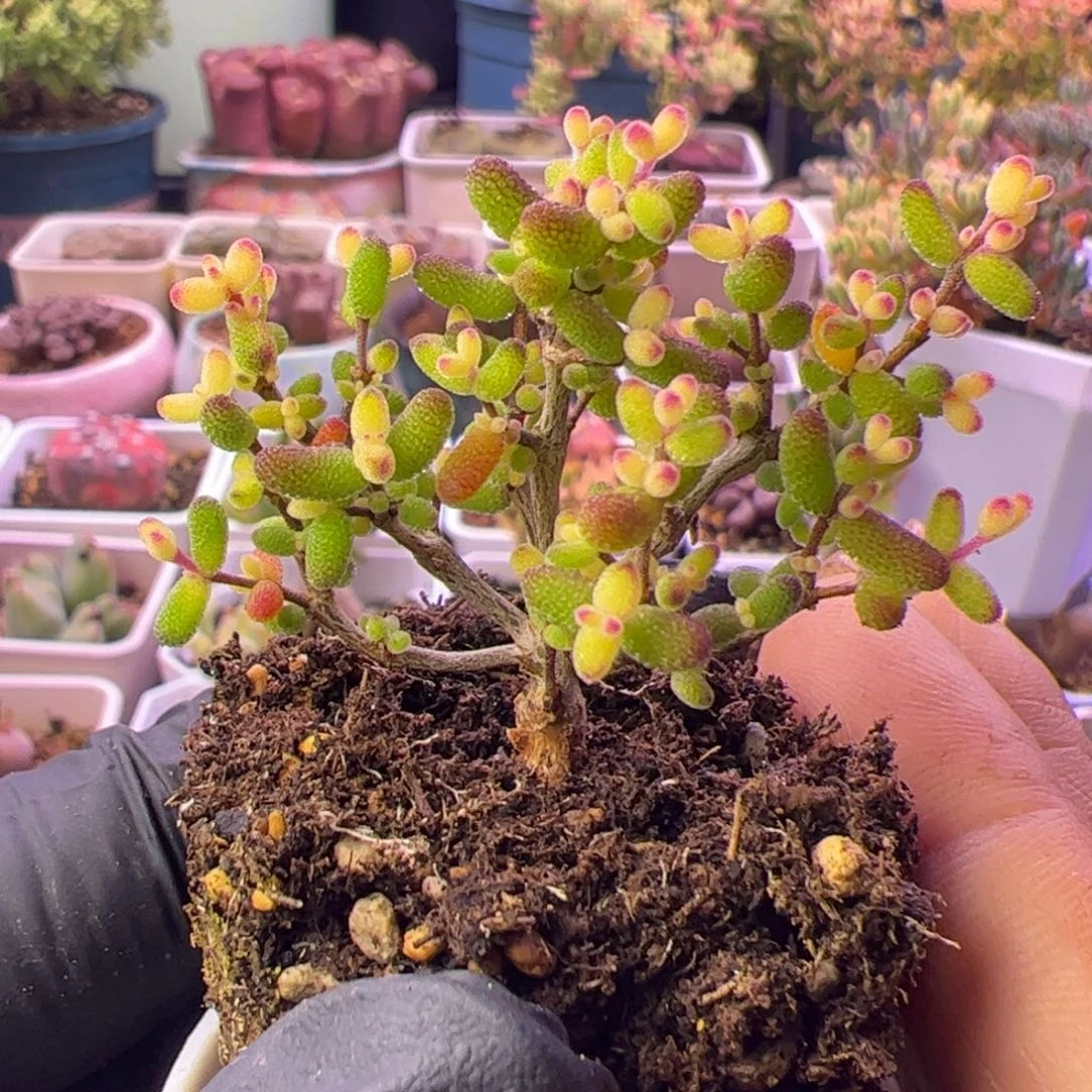 多肉植物枝干飞机猪
