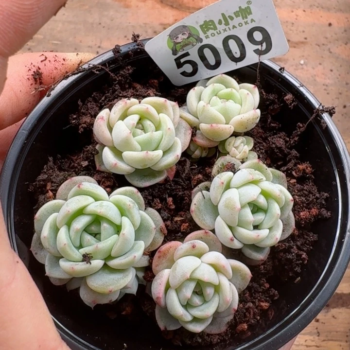 多肉植物多肉植物