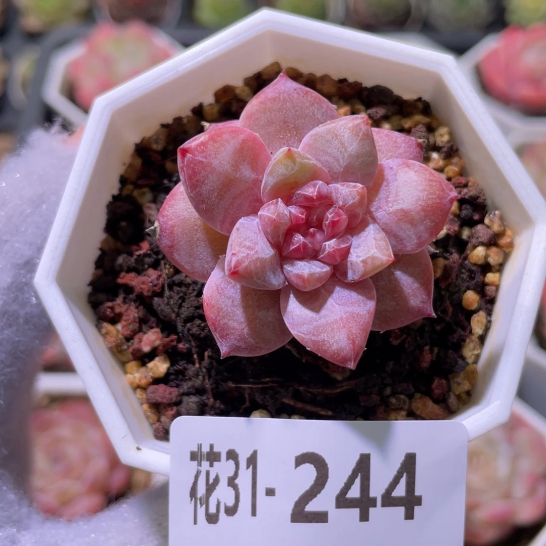 花利美31-244粉钻