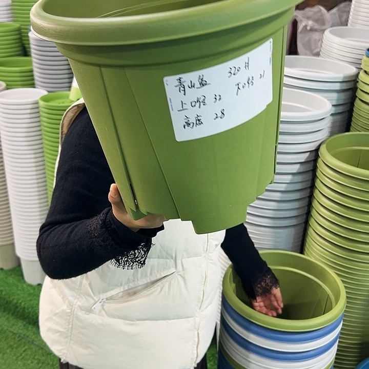 特价青山口32高28果绿带托5只