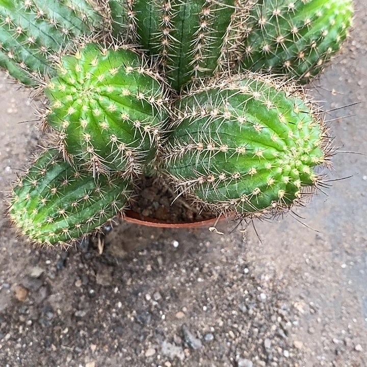 不知名白糖白糖35467788