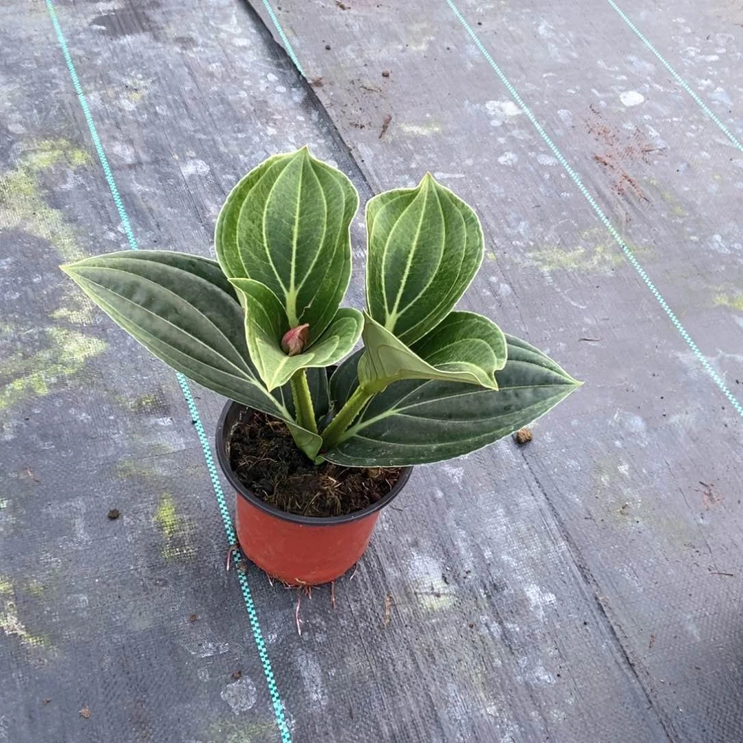 当前无花栽培后可以开花海**川