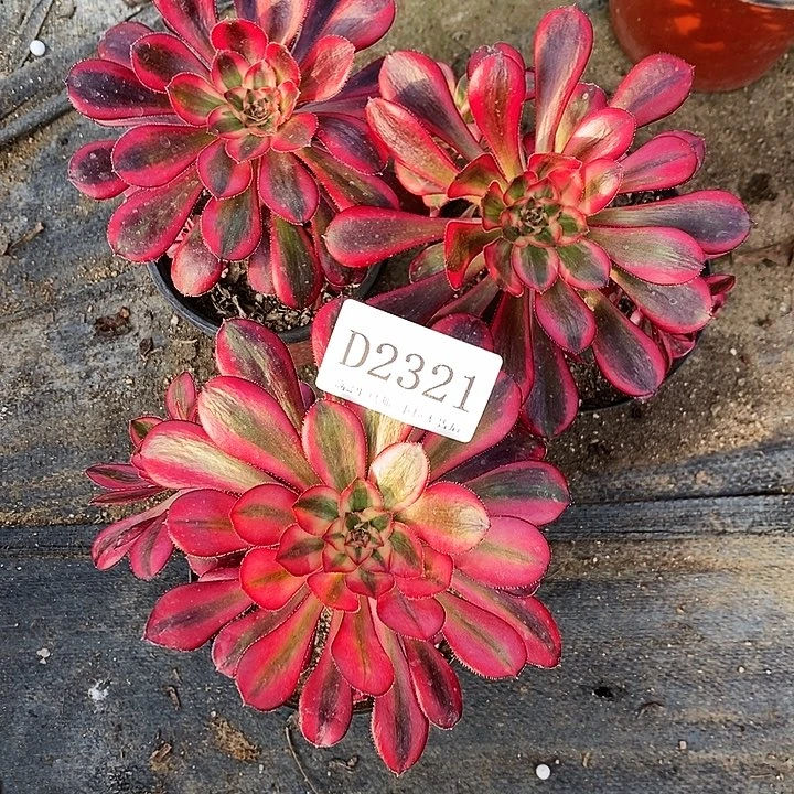 2311香奈儿多肉3颗无售后