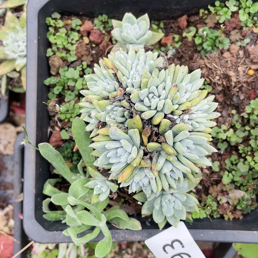 白姆缀化多头3493