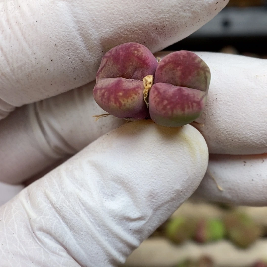 多肉植物肉锥杂交K-398