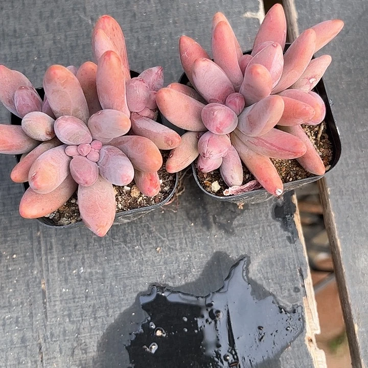 老*Y129+22多肉植物组合都在等我们