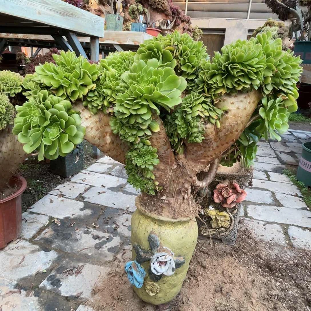 【闪购商品】无花朵绿羊绒