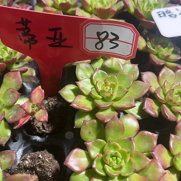 蒂亚精品多肉植物