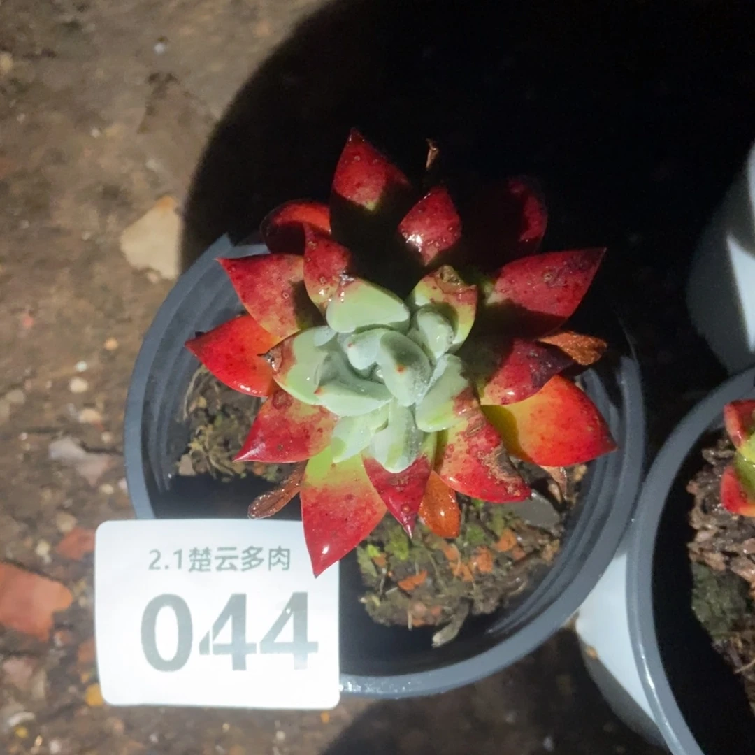 044厚叶玫瑰多肉植物