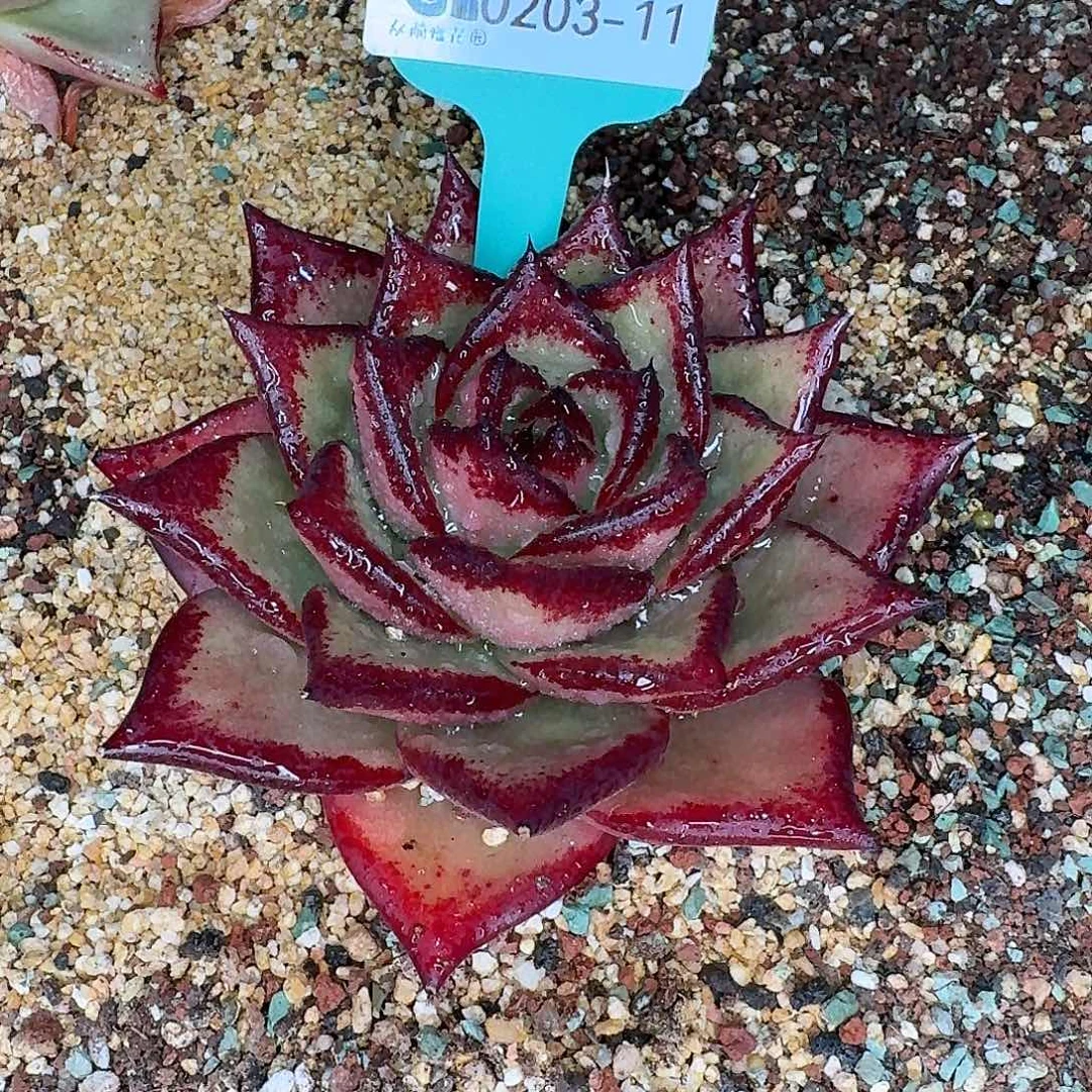 从前慢花园东云多肉0203-11