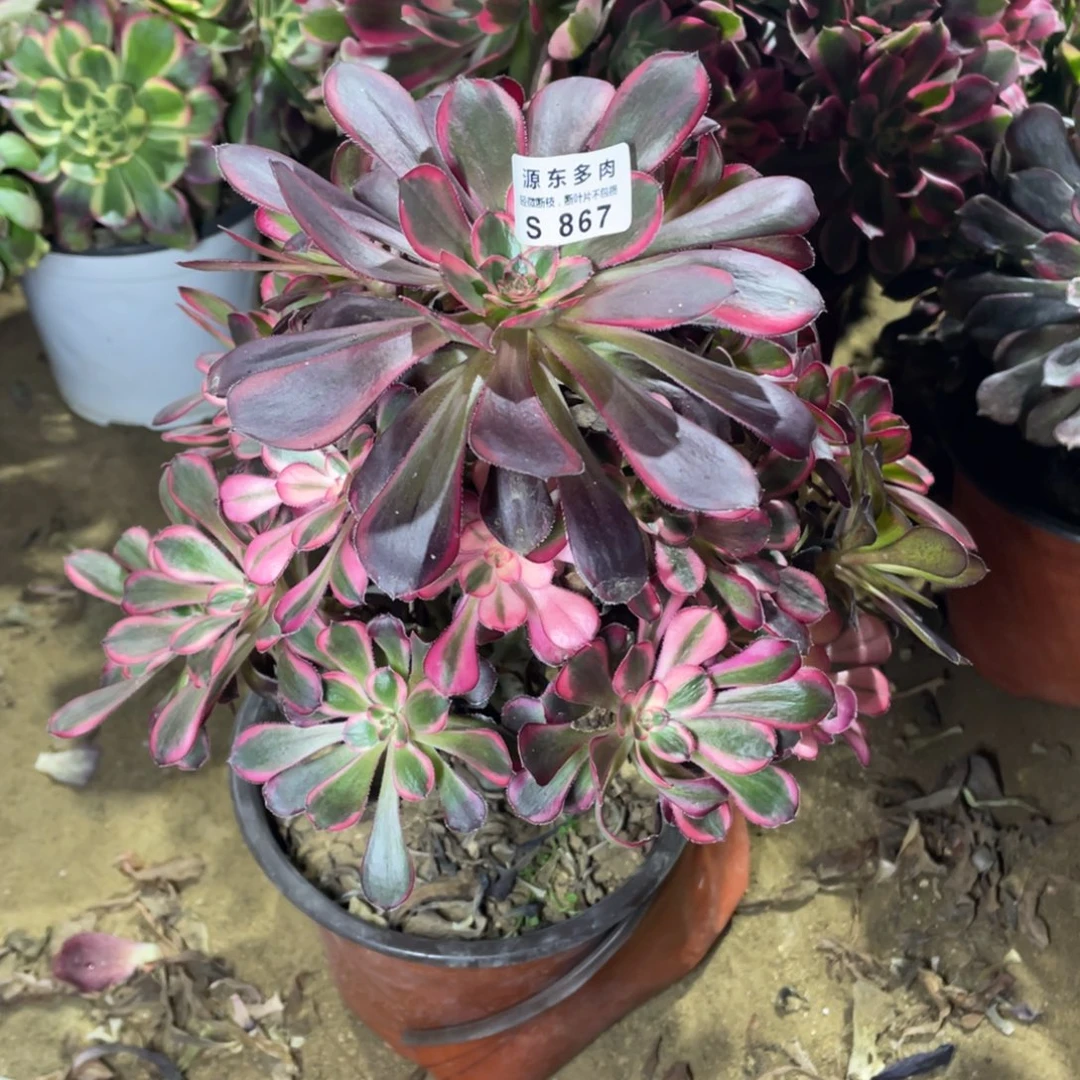 867丽娜多肉法师断枝不包