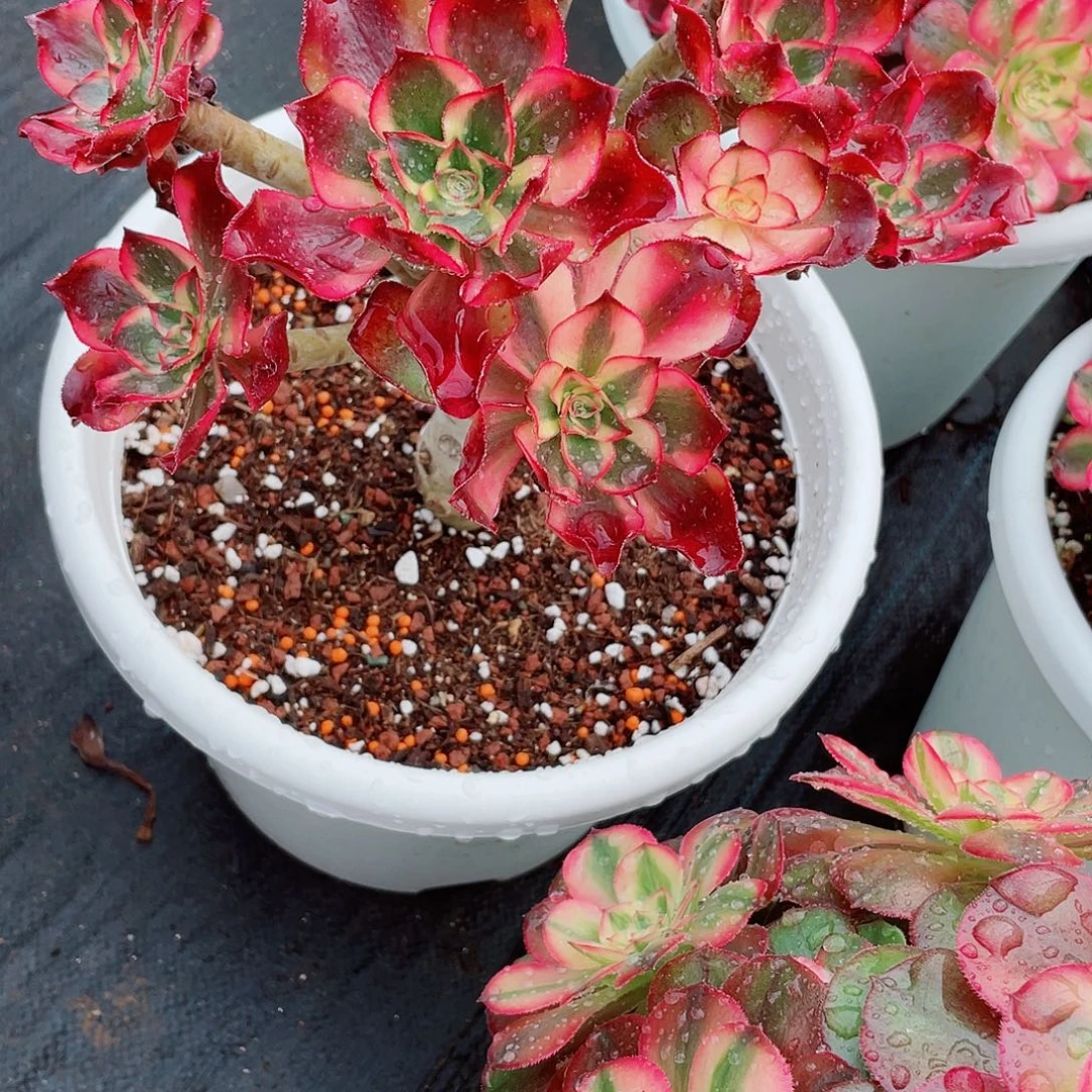 猪***珠暖暖精品法师猪珠哥哥哈哈就