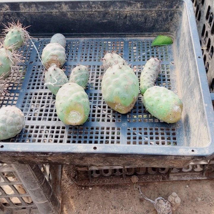 仙人球嫁接开花一筐15