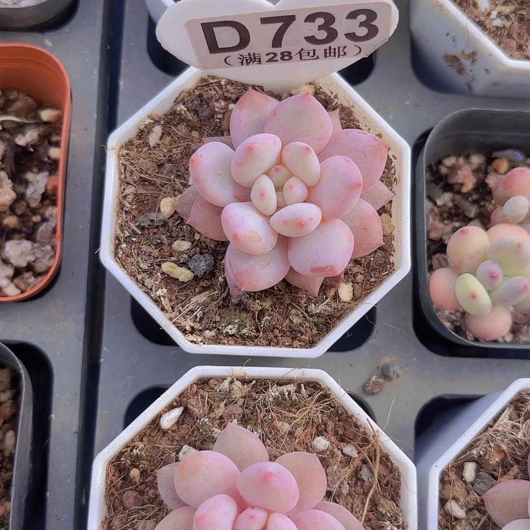 D733半夏一物一拍多肉