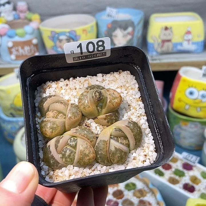 大舅生石花肉锥多肉 108
