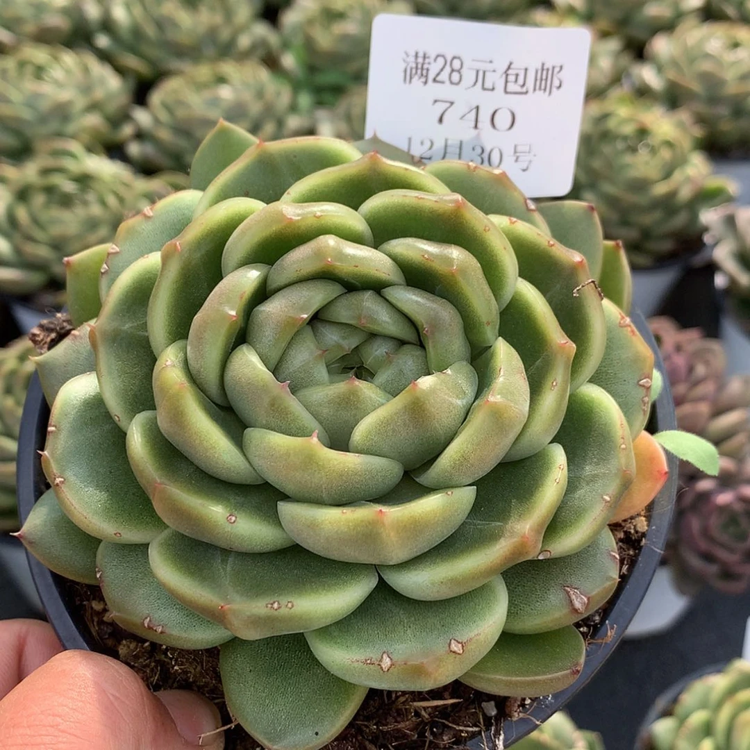 【闪购商品】云740号