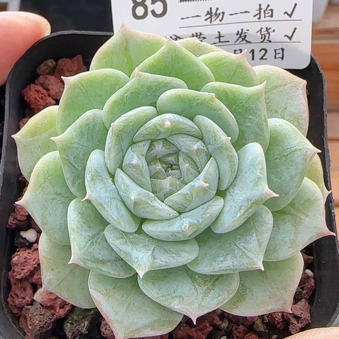 多肉0812-85纯爱纯爱