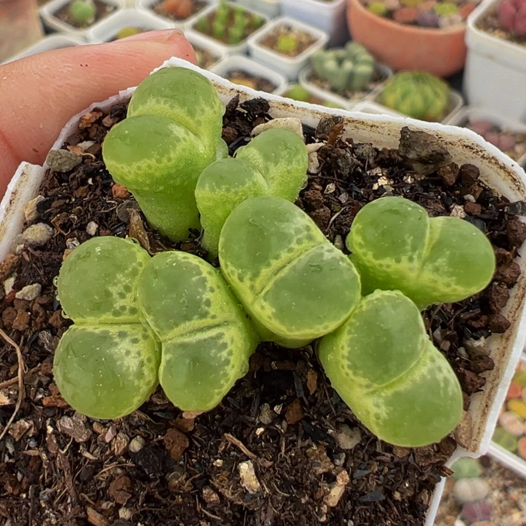 751多肉植物种类多样
