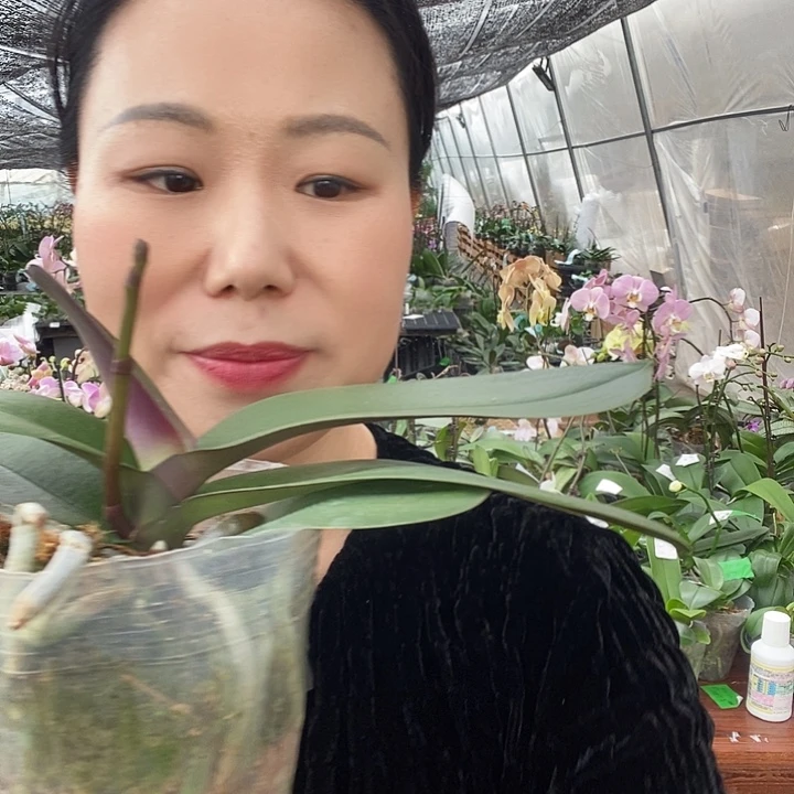 无花朵天空之城蝴蝶兰