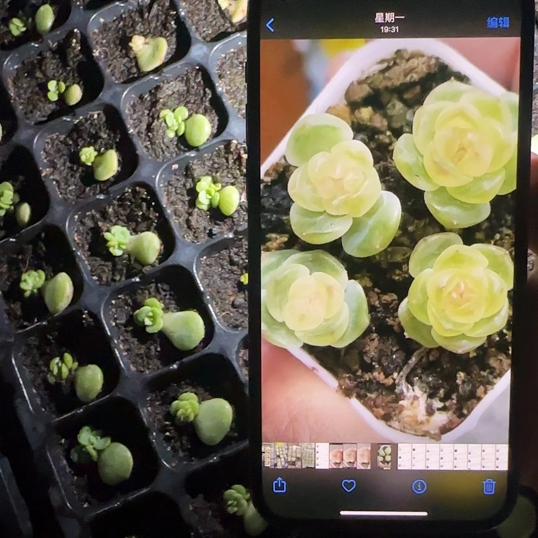 3039 芝麻一个满25包邮