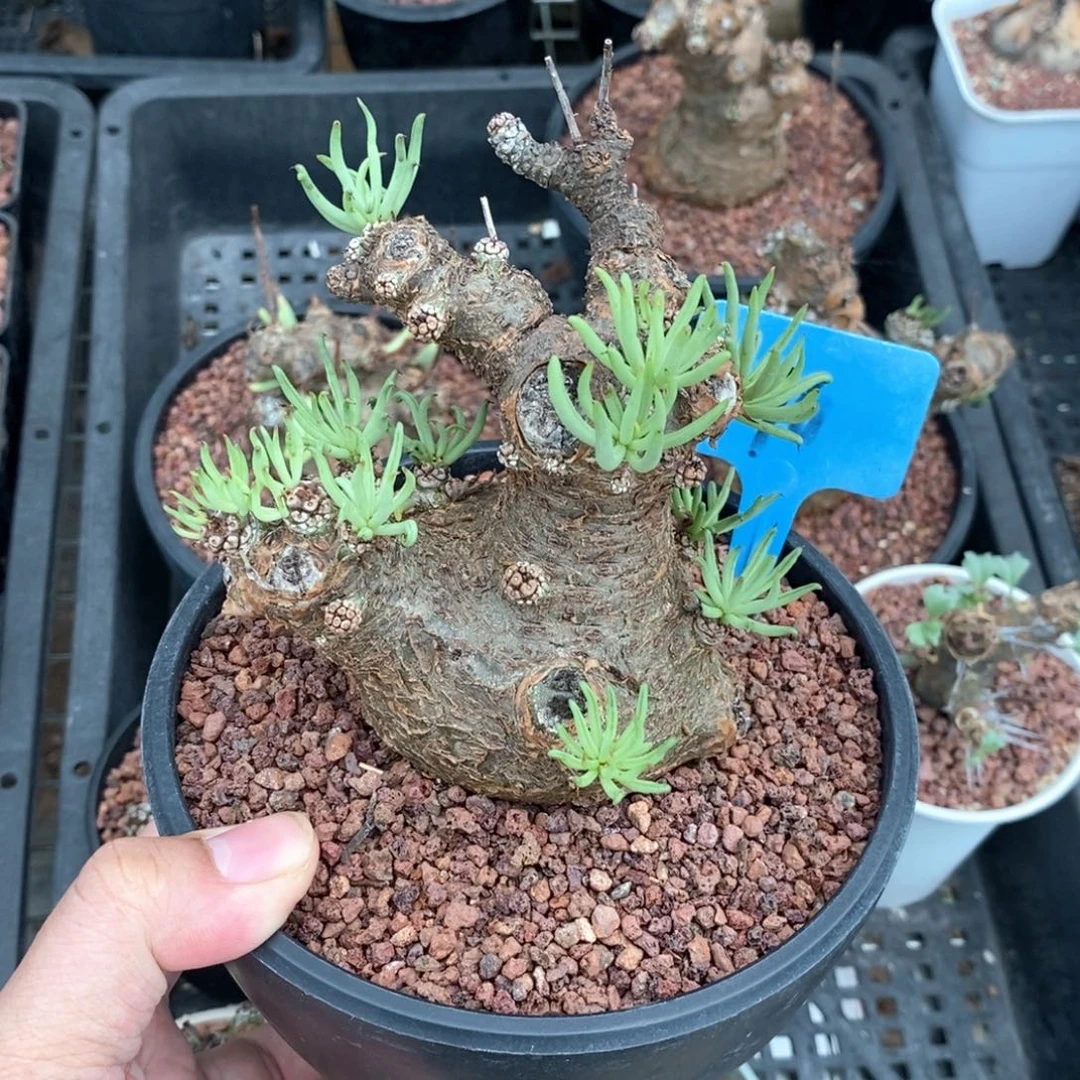 白象多肉植物一个