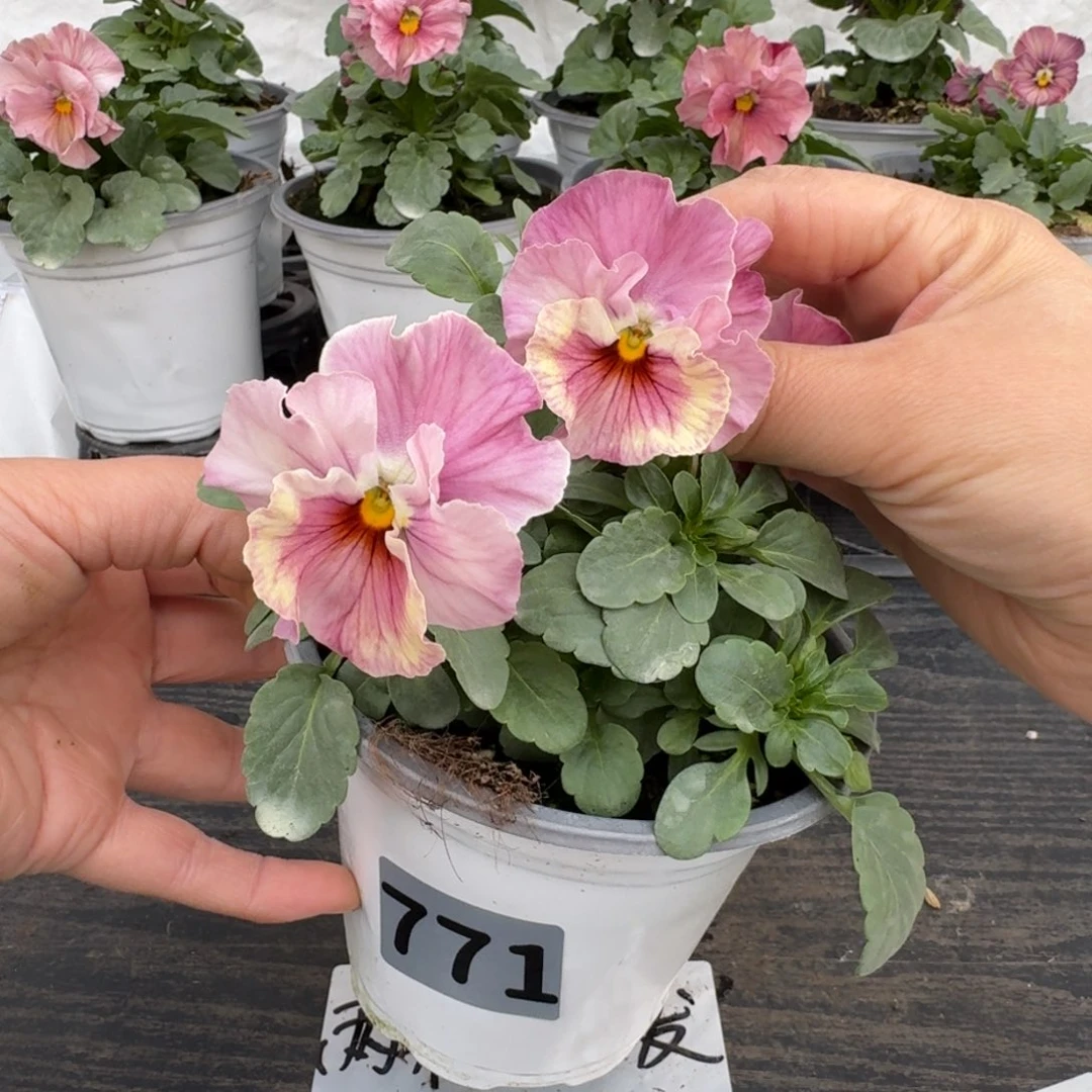 全部花朵771号恋桃