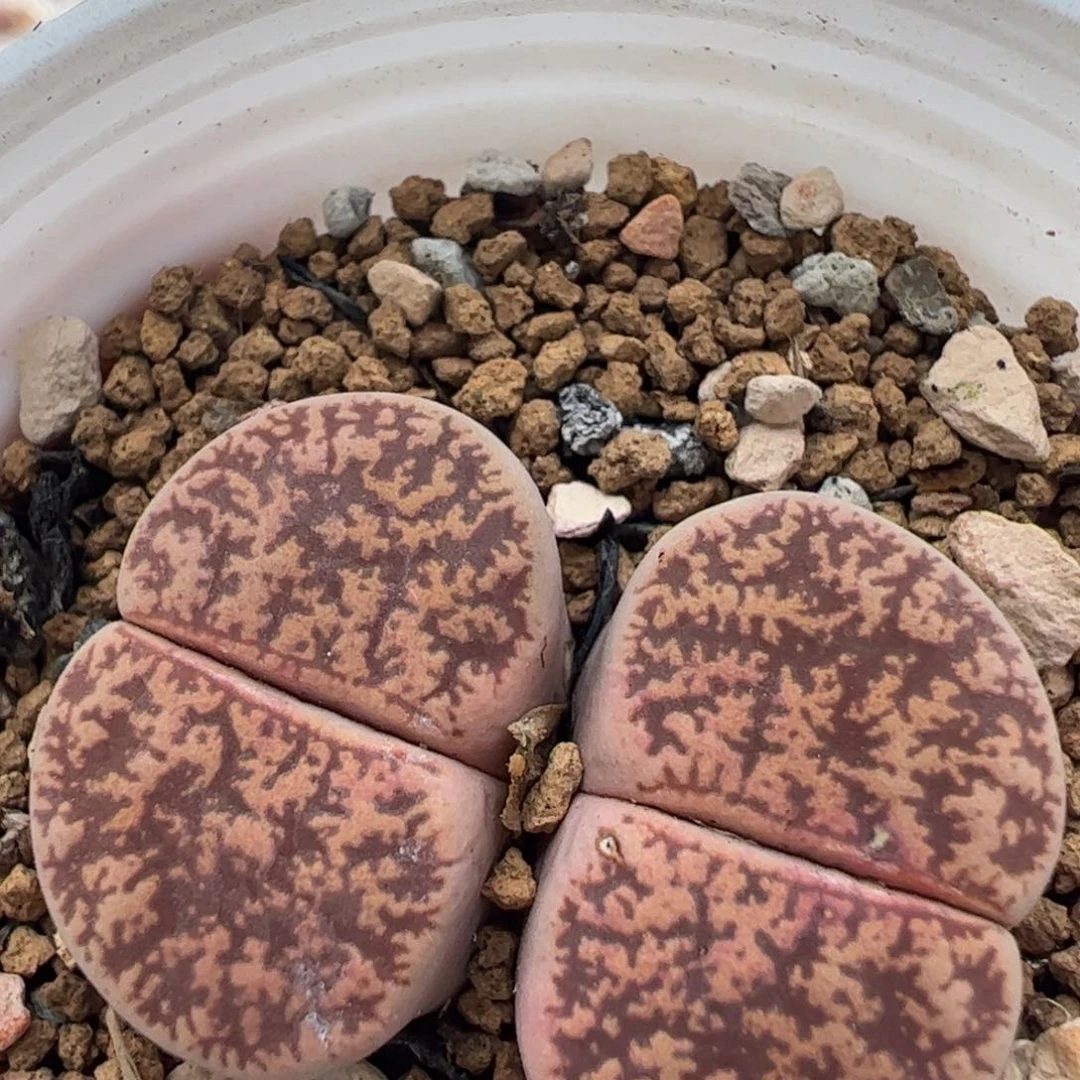 186多肉植物百科知识