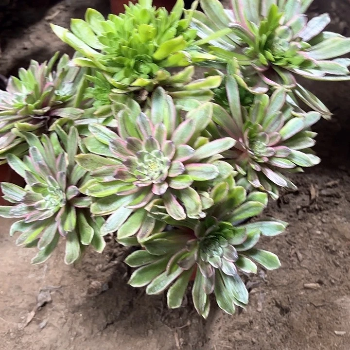 多肉植物荧火粉黛11