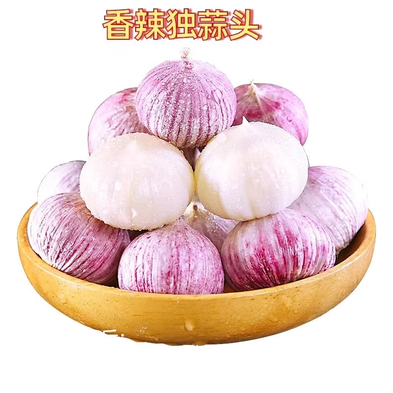 2025新云南紫皮独头蒜大蒜头新鲜现挖湿蒜当季新鲜蔬菜